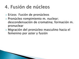  Erizos Fusión de pronúcleos
 Pronúcleo rompimiento m. nuclear;
descondensación de cromatina; formación m.
pronuclear
 Migración del pronúcleo masculino hacia el
femenino por aster y fusión
 