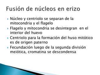  Núcleo y centriolo se separan de la
mitocondria y el flagelo
 Flagelo y mitocondria se desintegran en el
interior del huevo
 Centriolo para la formación del huso mitótico
es de origen paterno
 Fecundación luego de la segunda división
meiótica, cromatina se descondensa
 