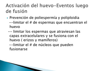  Prevención de poliespermía y poliploidia
--limitar el # de espermas que encuentran el
huevo
-- limitar los espermas que atraviesan las
capas extracelulares y se fusiona con el
huevo ( erizos y mamíferos)
--limitar el # de núcleos que pueden
fusionarse
 