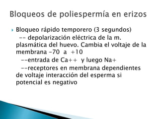  Bloqueo rápido temporero (3 segundos)
-- depolarización eléctrica de la m.
plasmática del huevo. Cambia el voltaje de la
membrana -70 a +10
--entrada de Ca++ y luego Na+
--receptores en membrana dependientes
de voltaje interacción del esperma si
potencial es negativo
 