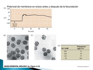 Potencial de membrana en erizos antes y después de la fecundación
 