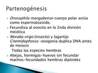  Drosophila mangabeirai-cuerpo polar actúa
como espermatozoide.
 Fecundiza al ovocito en la 2nda división
meiótica
 Moraba virgo (insecto) y lagartijo
Cnemidophorus –ovogonia duplica DNA antes
de meiosis
Todas las especies hembras
 Abejas, hormigas-huevos sin fecundar
machos-fecundados hembras diploides
 
