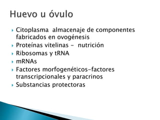  Citoplasma almacenaje de componentes
fabricados en ovogénesis
 Proteínas vitelinas - nutrición
 Ribosomas y tRNA
 mRNAs
 Factores morfogenéticos-factores
transcripcionales y paracrinos
 Substancias protectoras
 