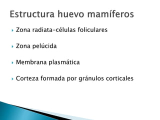  Zona radiata-células foliculares
 Zona pelúcida
 Membrana plasmática
 Corteza formada por gránulos corticales
 