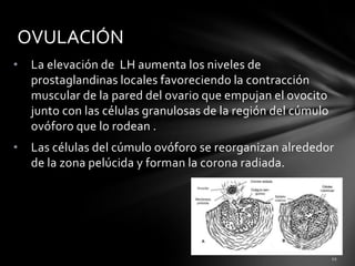 • La elevación de LH aumenta los niveles de
prostaglandinas locales favoreciendo la contracción
muscular de la pared del ovario que empujan el ovocito
junto con las células granulosas de la región del cúmulo
ovóforo que lo rodean .
• Las células del cúmulo ovóforo se reorganizan alrededor
de la zona pelúcida y forman la corona radiada.
OVULACIÓN
 