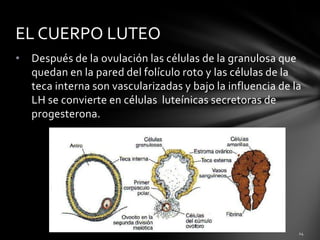 • Después de la ovulación las células de la granulosa que
quedan en la pared del folículo roto y las células de la
teca interna son vascularizadas y bajo la influencia de la
LH se convierte en células luteínicas secretoras de
progesterona.
EL CUERPO LUTEO
 
