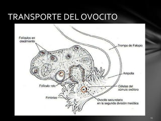 TRANSPORTE DEL OVOCITO
 