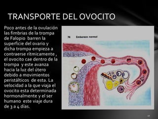 Poco antes de la ovulación
las fimbrias de la trompa
de Falopio barren la
superficie del ovario y
dicha trompa empieza a
contraerse rítmicamente ,
el ovocito cae dentro de la
trompa y este avanza
hacia la luz del útero
debido a movimientos
peristálticos de esta. La
velocidad a la que viaja el
ovocito esta determinada
hormonalmente y el ser
humano este viaje dura
de 3 a 4 días.
TRANSPORTE DEL OVOCITO
 