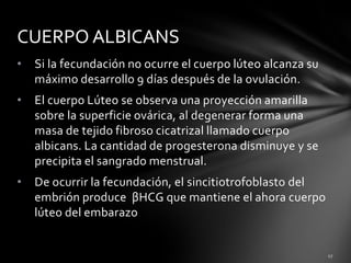 • Si la fecundación no ocurre el cuerpo lúteo alcanza su
máximo desarrollo 9 días después de la ovulación.
• El cuerpo Lúteo se observa una proyección amarilla
sobre la superficie ovárica, al degenerar forma una
masa de tejido fibroso cicatrizal llamado cuerpo
albicans. La cantidad de progesterona disminuye y se
precipita el sangrado menstrual.
• De ocurrir la fecundación, el sincitiotrofoblasto del
embrión produce βHCG que mantiene el ahora cuerpo
lúteo del embarazo
CUERPO ALBICANS
 