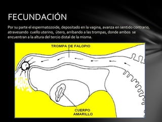 Por su parte el espermatozoide, depositado en la vagina, avanza en sentido contrario,
atravesando cuello uterino, útero, arribando a las trompas, donde ambos se
encuentran a la altura del tercio distal de la misma.
FECUNDACIÓN
 
