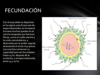 Con el eyaculado se depositan
en la vagina unos 8.000.000 de
espermatozoides, en la especie
humana muchos quedan en el
camino atrapados por barreras
físicas, como el cuello uterino y
la unión uterotubárica, o
destruidos por la acidez vaginal,
alcanzando el óvulo muy pocos.
Los ovocitos conservan su
capacidad para ser fecundados
hasta 24 hs. después de la
ovulación, y el espermatozoide,
entre 24 y 72 hs.
FECUNDACIÓN
 