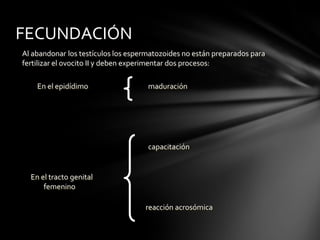 Al abandonar los testículos los espermatozoides no están preparados para
fertilizar el ovocito II y deben experimentar dos procesos:
maduración
En el epidídimo
capacitación
reacción acrosómica
En el tracto genital
femenino
FECUNDACIÓN
 