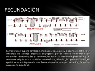 La maduración, supone cambios morfológicos, fisiológicos y bioquímicos, debido a la
influencia de algunos productos segregados por el epitelio epididimario. Se
desarrollan microvesículas y microtúbulos entre la membrana plasmática y el
acrosoma, adquieren una motilidad característica, además glucoproteinas de origen
epididimario se integran a la membrana plasmática de espermatozoide, formando
una cubierta superficial.
FECUNDACIÓN
 