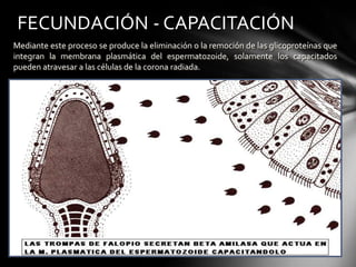 Mediante este proceso se produce la eliminación o la remoción de las glicoproteínas que
integran la membrana plasmática del espermatozoide, solamente los capacitados
pueden atravesar a las células de la corona radiada.
FECUNDACIÓN - CAPACITACIÓN
 