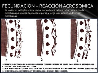 Se inicia con múltiples uniones entre la membrana externa del acrosoma con la
membrana plasmática, formándose poros, y luego la desaparición de ambas
membranas.
FECUNDACIÓN – REACCIÓN ACROSOMICA
 