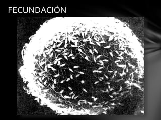 FECUNDACIÓN
 