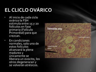 • Al inicio de cada ciclo
ovárico la FSH
estimula entre 15 y 20
folículos en fase
primaria (Folículo
Primordial) para que
crezcan.
• En condiciones
normales, solo uno de
estos folículos
alcanzará la plena
madurez y
únicamente se
liberara un ovocito, los
otros degeneraran y
se volverán atrésicos.
EL CLICLO OVÁRICO
 