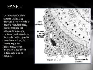 FASE 1
La penetración de la
corona radiada, se
produce por acción de la
enzima hialuronidasa,
que desprende las
células de la corona
radiada, produciendo la
lisis de la matriz que las
mantiene unidas, de
manera que los
espermatozoides
alcanzan la superficie
externa de la zona
pelúcida.
 