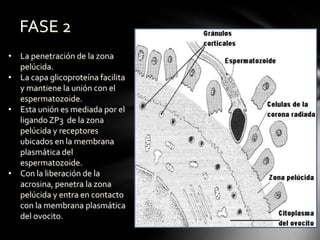 FASE 2
• La penetración de la zona
pelúcida.
• La capa glicoproteína facilita
y mantiene la unión con el
espermatozoide.
• Esta unión es mediada por el
ligandoZP3 de la zona
pelúcida y receptores
ubicados en la membrana
plasmática del
espermatozoide.
• Con la liberación de la
acrosina, penetra la zona
pelúcida y entra en contacto
con la membrana plasmática
del ovocito.
 
