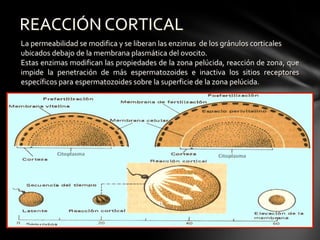 La permeabilidad se modifica y se liberan las enzimas de los gránulos corticales
ubicados debajo de la membrana plasmática del ovocito.
Estas enzimas modifican las propiedades de la zona pelúcida, reacción de zona, que
impide la penetración de más espermatozoides e inactiva los sitios receptores
específicos para espermatozoides sobre la superficie de la zona pelúcida.
REACCIÓN CORTICAL
 