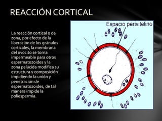La reacción cortical o de
zona, por efecto de la
liberación de los gránulos
corticales, la membrana
del ovocito se torna
impermeable para otros
espermatozoides y la
zona pelúcida modifica su
estructura y composición
impidiendo la unión y
penetración de
espermatozoides, de tal
manera impide la
poliespermia.
REACCIÓN CORTICAL
 