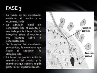 • La fusión de las membranas
celulares del ovocito y el
espermatozoide
• La adhesión inicial del
espermatozoide al ovocito es
mediada por la interacción de
integrinas sobre el ovocito y
sus ligandos sobre el
espermatozoide.
• Se fusionan las membranas
plasmáticas, la membrana que
cubre el capuchón ha
desaparecido.
• La fusión se produce entre la
membrana del ovocito y la
membrana que cubre la región
posterior del espermatozoide.
FASE 3
 