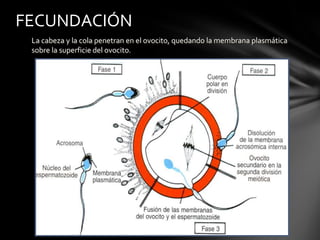 La cabeza y la cola penetran en el ovocito, quedando la membrana plasmática
sobre la superficie del ovocito.
FECUNDACIÓN
 