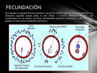 Se reanuda la segunda división meiótica, una de las células hijas no recibe citoplasma y se
denomina segundo cuerpo polar, la otra célula u ovocito definitivo, dispone sus
cromosomas en un núcleo vesicular denominado pronúcleo femenino, y por ultimo se
produce la activación metabólica del huevo.
FECUNDACIÓN
 