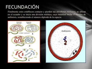 Finalmente estos establecen contacto y pierden sus envolturas nucleares, se ubican
en el ecuador y se inicia una división mitótica, cuya metafase recibe el nombre de
anfimixis, restableciendo el número diploide de la especie.
Anfimixis
FECUNDACIÓN
 