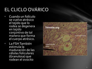• Cuando un folículo
se vuelve atrésico
el tejido que lo
rodea se degenera
en tejido
conjuntivo de tal
manera que forma
el cuerpo atrésico.
• La FSH También
estimula la
maduración de las
células foliculares
(Granulosa) que
rodean el ovocito
EL CLICLO OVÁRICO
 