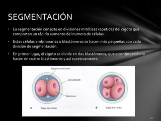 • La segmentación consiste en divisiones mitóticas repetidas del cigoto que
comportan un rápido aumento del numero de células.
• Estas células embrionarias o blastómeros se hacen más pequeñas con cada
división de segmentación.
• En primer lugar, el cigoto se divide en dos blastómeros, que a continuación lo
hacen en cuatro blastómeros y así sucesivamente.
SEGMENTACIÓN
 