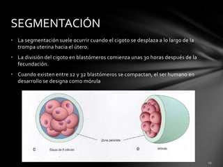 • La segmentación suele ocurrir cuando el cigoto se desplaza a lo largo de la
trompa uterina hacia el útero.
• La división del cigoto en blastómeros comienza unas 30 horas después de la
fecundación.
• Cuando existen entre 12 y 32 blastómeros se compactan, el ser humano en
desarrollo se designa como mórula
SEGMENTACIÓN
 