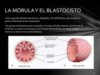•Una capa de células extrernas y delgadas, el trofoblasto, que origina la
parte embrionaria de la placenta
•Un grupo de blastomeras centrales, la masa celular interna, que forma el
embrion, y como constituye el primordio del embrión, la masa celular
interna se denomina embrioblasto.
LA MÓRULAY EL BLASTOCISTO
 