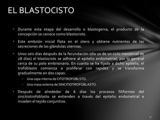 • Durante esta etapa del desarrollo o blastogenia, el producto de la
concepción se conoce como blastocisto.
• Este embrión inicial flota en el útero y obtiene nutrientes de las
secreciones de las glándulas uterinas.
• Unos seis días después de la fecundación (día 20 de un ciclo menstrual de
28 días) el blastocisto se adhiere al epitelio endometrial, por lo general
cerca de su polo embrionario. En cuanto se ha fijado a dicho epitelio, el
trofoblasto comienza a proliferar con rapidez y se transforma
gradualmente en dos capas:
• Una capa interna de CITOTROFOBLSTO.
• Una masa externa de SINCITIOTROFOBLASTO.
• Después de alrededor de 6 días los procesos filiformes del
sincitiotrofoblasto se extienden a través del epitelio endometrial e
invaden el tejido conjuntivo.
EL BLASTOCISTO
 
