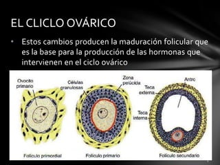 • Estos cambios producen la maduración folicular que
es la base para la producción de las hormonas que
intervienen en el ciclo ovárico
EL CLICLO OVÁRICO
 