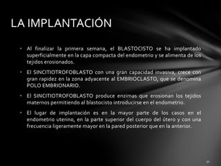 • Al finalizar la primera semana, el BLASTOCISTO se ha implantado
superficialmente en la capa compacta del endometrio y se alimenta de los
tejidos erosionados.
• El SINCITIOTROFOBLASTO con una gran capacidad invasiva, crece con
gran rapidez en la zona adyacente al EMBRIOCLASTO, que se denomina
POLO EMBRIONARIO.
• El SINCITIOTROFOBLASTO produce enzimas que erosionan los tejidos
maternos permitiendo al blastocisto introducirse en el endometrio.
• El lugar de implantación es en la mayor parte de los casos en el
endometrio uterino, en la parte superior del cuerpo del útero y con una
frecuencia ligeramente mayor en la pared posterior que en la anterior.
LA IMPLANTACIÓN
 