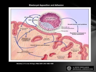 Norwitz, E. R. et al. N Engl J Med 2001;345:1400-1408
Blastocyst Apposition and Adhesion
 