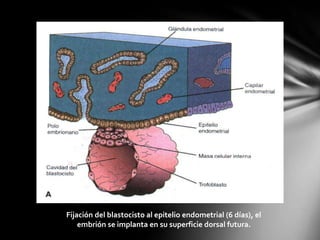 Fijación del blastocisto al epitelio endometrial (6 días), el
embrión se implanta en su superficie dorsal futura.
 