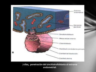 7 días, penetración del sincitiotrofoblasto al estroma
endometrial.
 