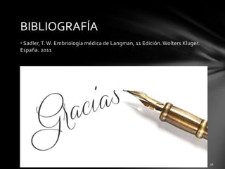 BIBLIOGRAFÍA
• Sadler,T. W. Embriología médica de Langman, 11 Edición. Wolters Kluger.
España. 2011
 