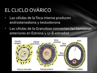 • Las células de la Teca interna producen
androstenediona y testosterona
• Las células de la Granuloso convierten las hormonas
anteriores en Estrona y 17-β-estradiol
EL CLICLO OVÁRICO
 
