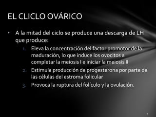 • A la mitad del ciclo se produce una descarga de LH
que produce:
1. Eleva la concentración del factor promotor de la
maduración, lo que induce los ovocitos a
completar la meiosis I e iniciar la meiosis II
2. Estimula producción de progesterona por parte de
las células del estroma folicular
3. Provoca la ruptura del folículo y la ovulación.
EL CLICLO OVÁRICO
 