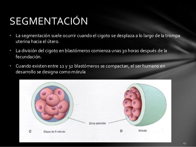 Fecundación. Reproducción.