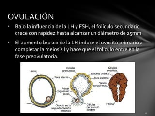 OVULACIÓN
•   Bajo la influencia de la LH y FSH, el folículo secundario
    crece con rapidez hasta alcanzar un diámetro de 25mm
•   El aumento brusco de la LH induce el ovocito primario a
    completar la meiosis I y hace que el folículo entre en la
    fase preovulatoria.
 