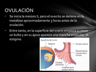 OVULACIÓN
•   Se inicia la meiosis II, pero el ovocito se detiene en la
    metafase aproximadamente 3 horas antes de la
    ovulación.
•   Entre tanto, en la superficie del ovario empieza a crecer
    un bulto y en su ápice aparece una mancha avascular, el
    estigma.
 