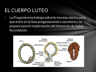 EL CUERPO LUTEO
•   La Progesterona trabaja sobre la mucosa uterina para
    que entre en la fase progestacional o secretora y se
    prepare para la implantación del blastocito de haber
    fecundación.
 