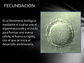 FECUNDACIÓN


Es el fenómeno biológico
mediante el cual se une el
espermatozoide y el óvulo
para formar una nueva
célula, el huevo o cigoto,
con el que se inicia el
desarrollo embrionario.
 