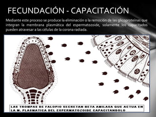 FECUNDACIÓN - CAPACITACIÓN
Mediante este proceso se produce la eliminación o la remoción de las glicoproteínas que
integran la membrana plasmática del espermatozoide, solamente los capacitados
pueden atravesar a las células de la corona radiada.
 