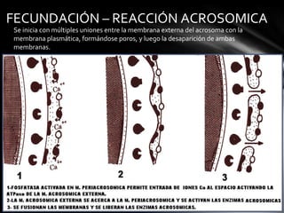 FECUNDACIÓN – REACCIÓN ACROSOMICA
Se inicia con múltiples uniones entre la membrana externa del acrosoma con la
membrana plasmática, formándose poros, y luego la desaparición de ambas
membranas.
 