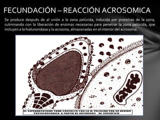 FECUNDACIÓN – REACCIÓN ACROSOMICA
Se produce después de al unión a la zona pelúcida, inducida por proteínas de la zona,
culminando con la liberación de enzimas necesarias para penetrar la zona pelúcida, que
incluyen a la hialuronidasa y la acrosina, almacenadas en el interior del acrosoma.
 